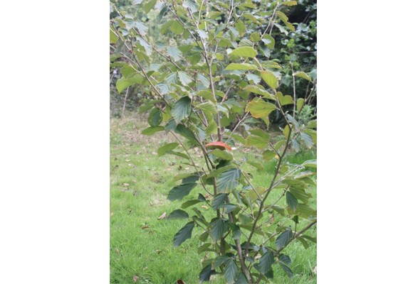 Noisetier MERVEILLE DE BOLLWILLER – Image 2