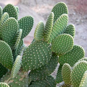 CACTUS OPUNTIA MICRODASYS « AMANDA »
