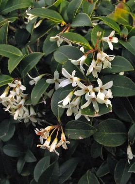 Osmanthe de Burkwood – Image 2