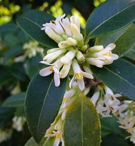 Osmanthe de Burkwood