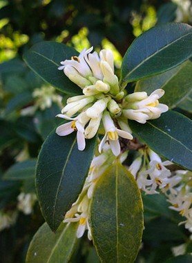 Osmanthe de Burkwood