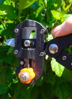 Outils de greffe – Image 2