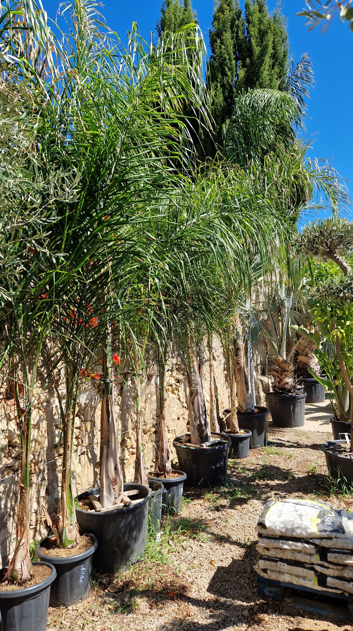 Syagrus (Arecastrum Romanzoffiana) – Image 2