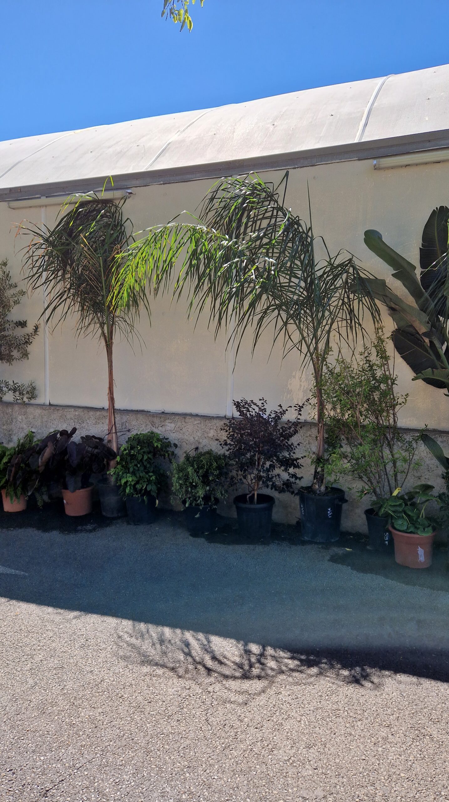 Syagrus (Arecastrum Romanzoffiana) – Image 3