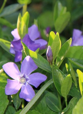 Pervenche – Image 2