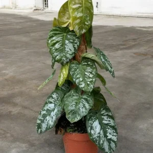Philodendron Brandtianum Wild Form