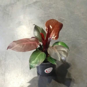 Philodendron Cherry Red