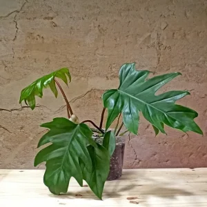 Philodendron Mayoi