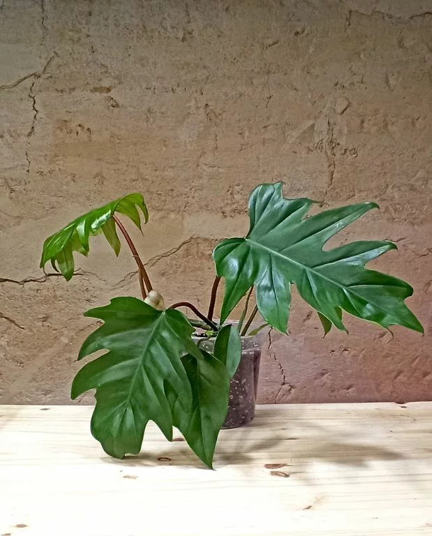 Philodendron Mayoi