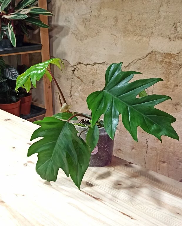 Philodendron Mayoi – Image 3