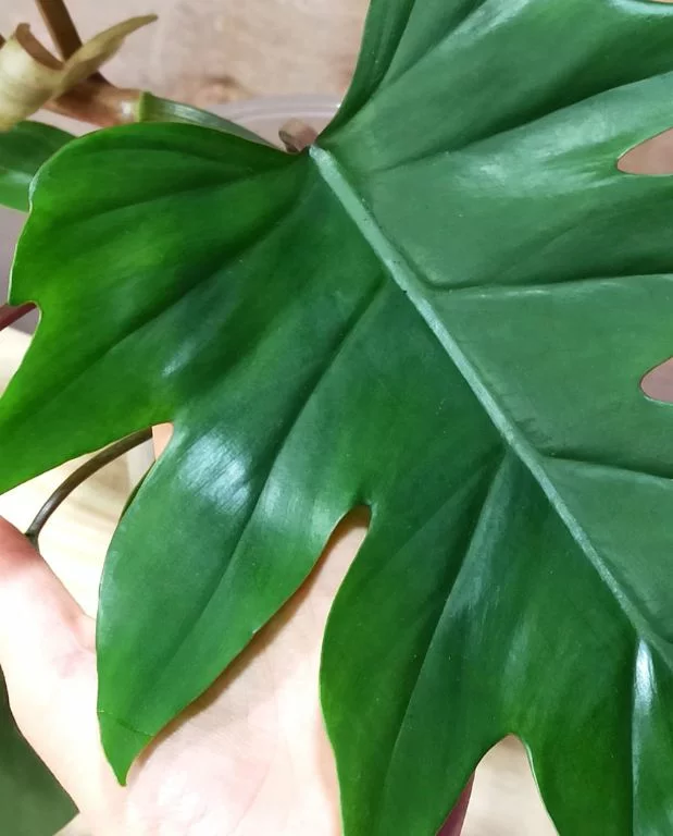 Philodendron Mayoi – Image 2