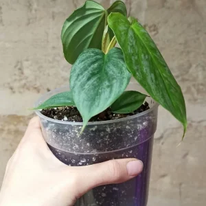 Philodendron Majestic