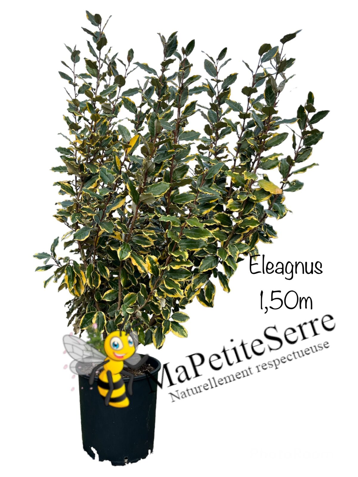 Eleagnus DORÉ (Gilt Edge) – Image 3