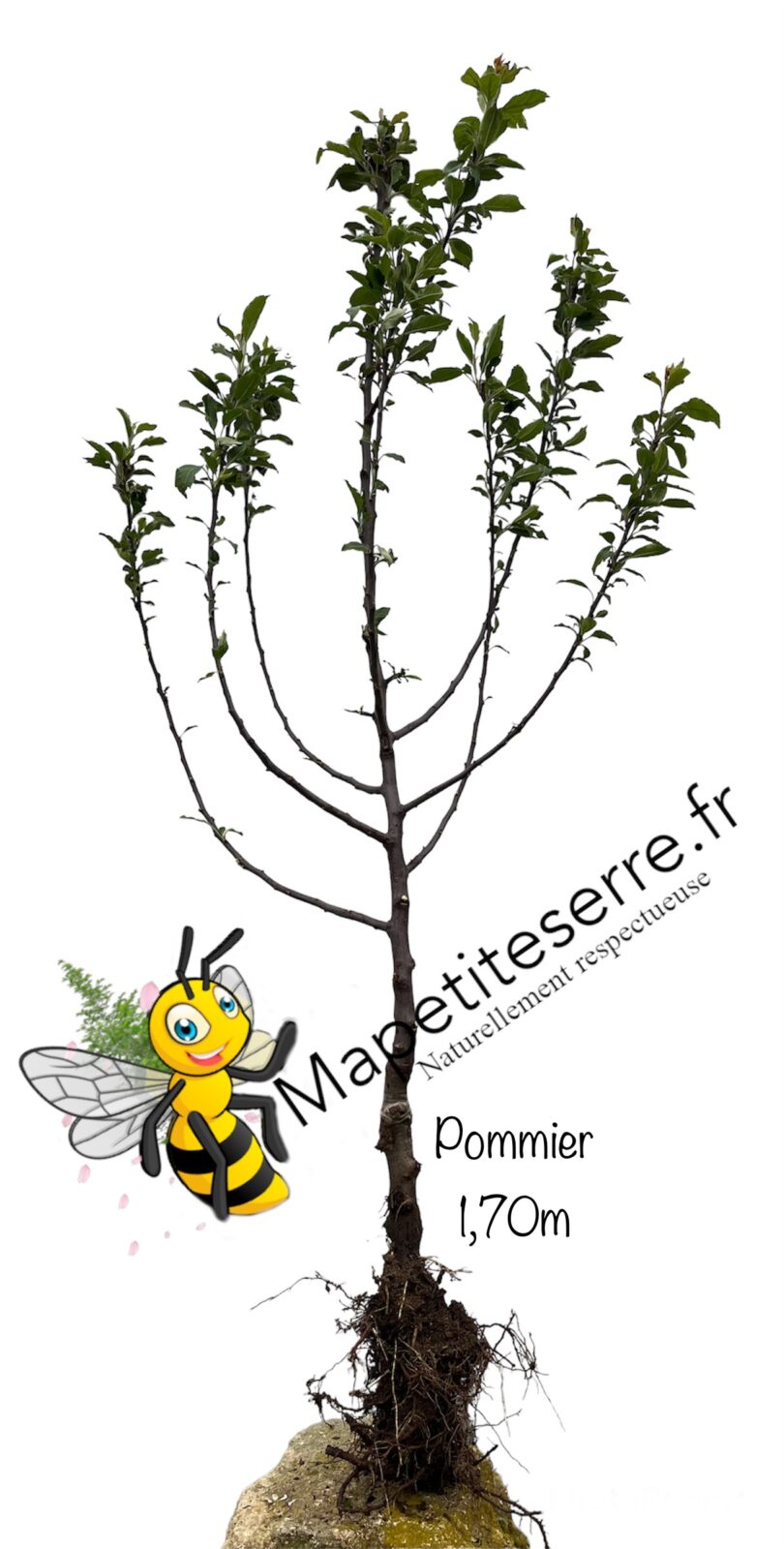 Pommier REINE DES REINETTES – Image 3