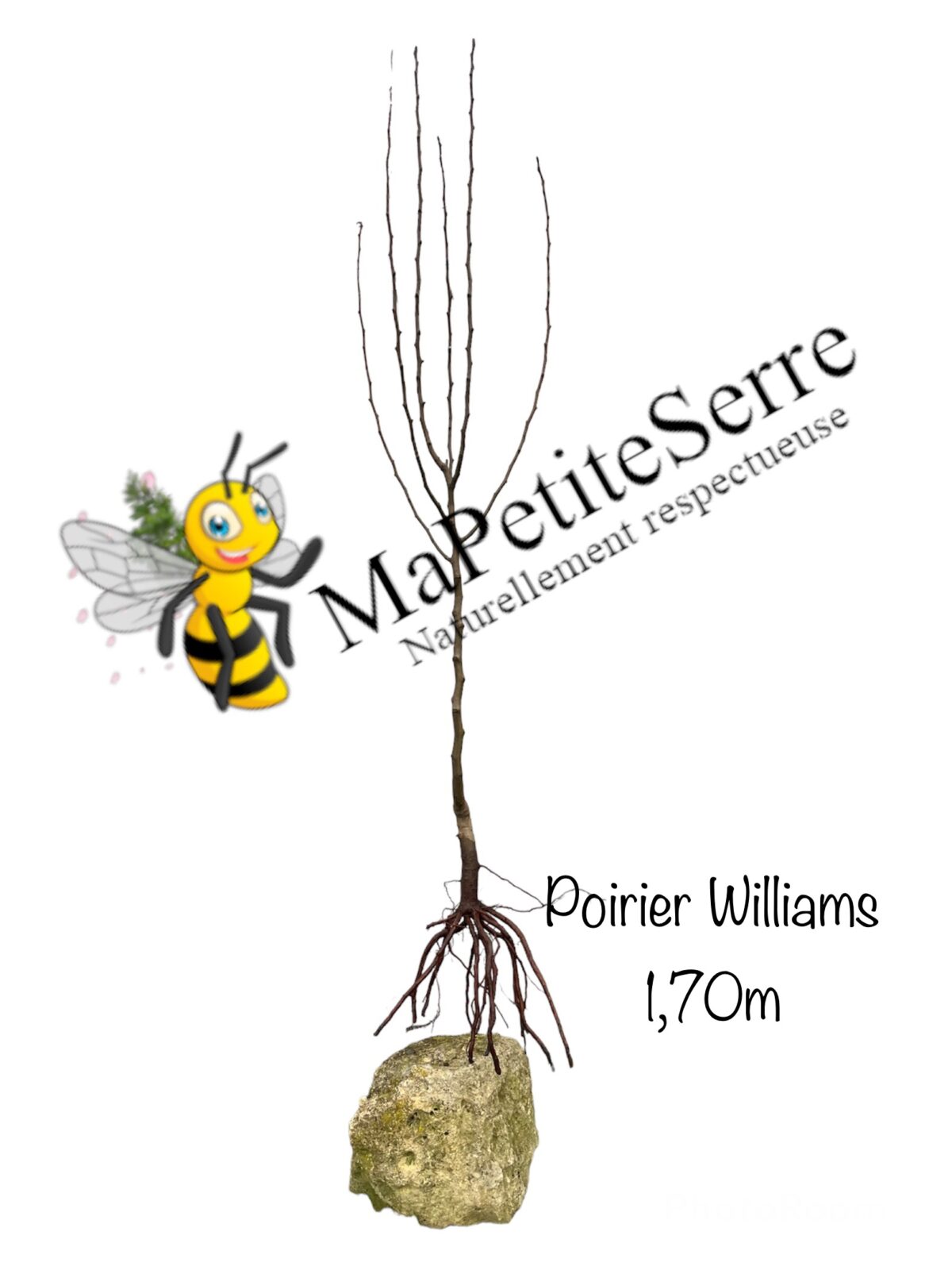 Poirier WILLIAMS ROUX – Image 3