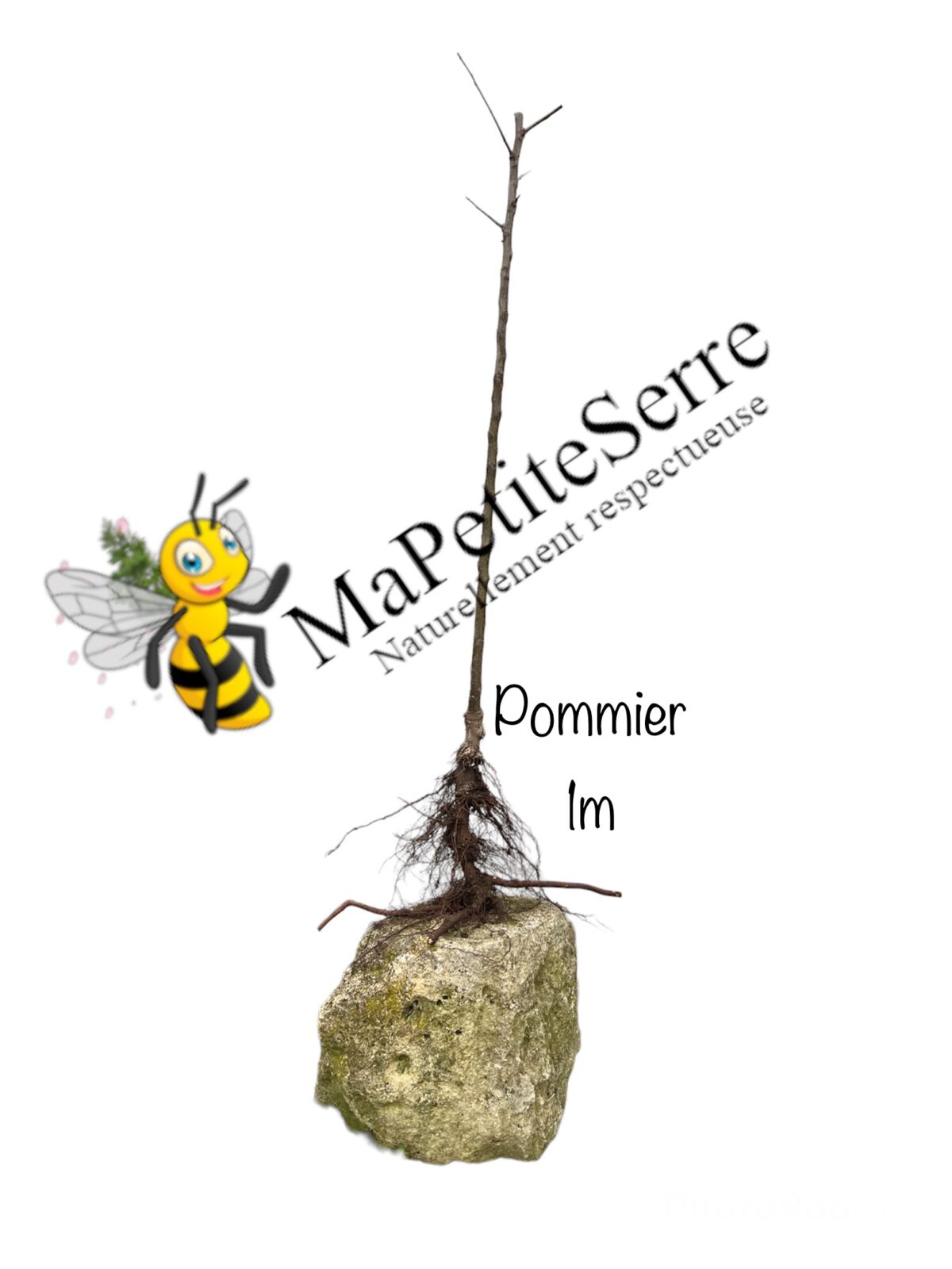 Pommier REINE DES REINETTES – Image 4