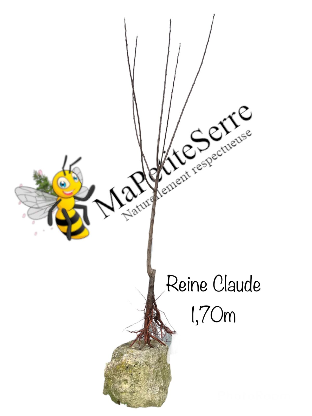 Prunier REINE CLAUDE DORÉ – Image 3