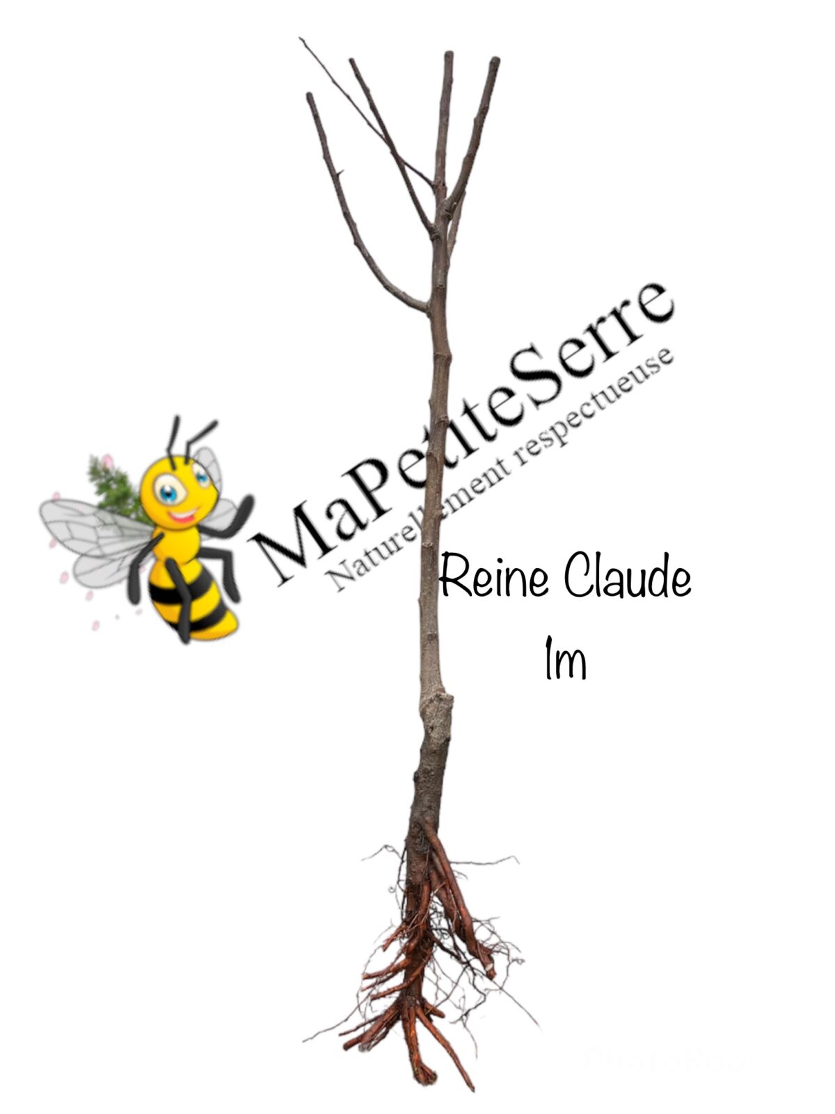 Prunier REINE CLAUDE DORÉ – Image 4