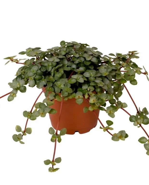 Coffret Pilea – Image 5