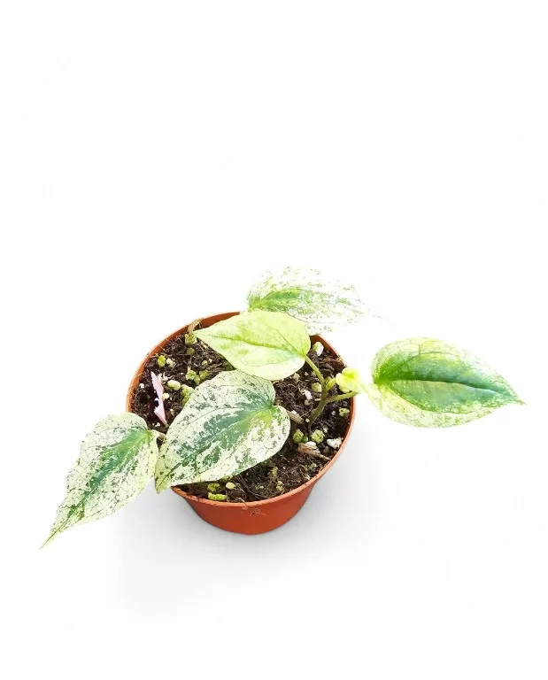 Piper Macropiper Variegata – Image 2