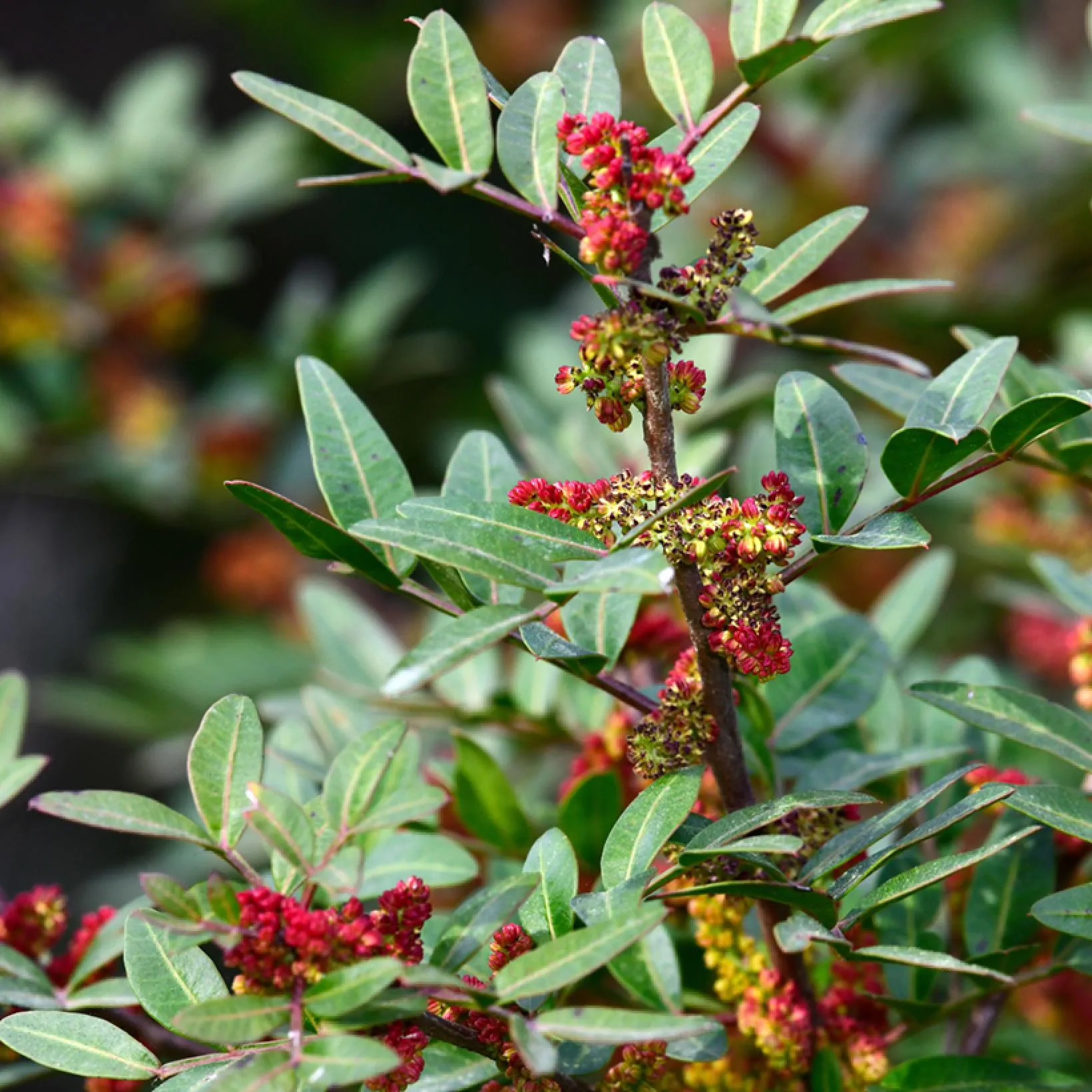 Pistachier Lentisque (Pistacia Lentiscus) – Image 2
