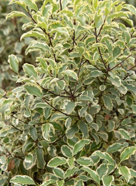 Pittosporum TENUIFOLIUM – Image 2