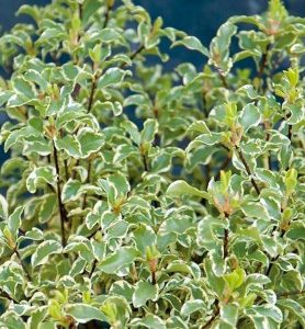 Pittosporum TENUIFOLIUM