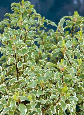 Pittosporum TENUIFOLIUM