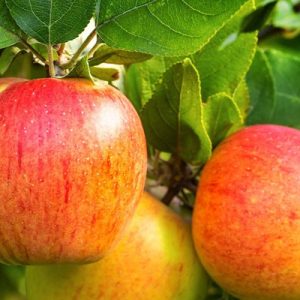 Pommier REINE DES REINETTES