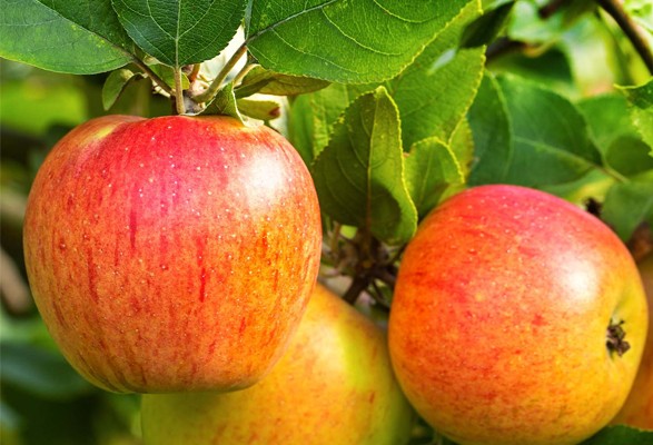 Pommier REINE DES REINETTES