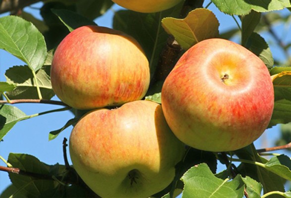 Pommier REINE DES REINETTES – Image 2