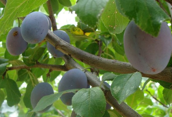 Prunier QUETSCHE DALSACE – Image 2