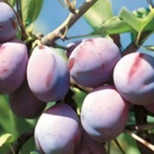 Prunier QUETSCHE DALSACE