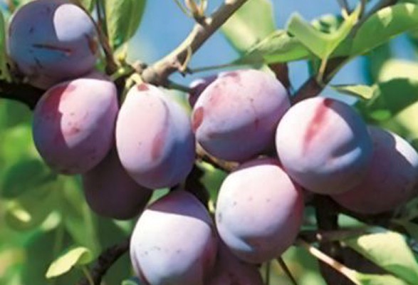 Prunier QUETSCHE DALSACE