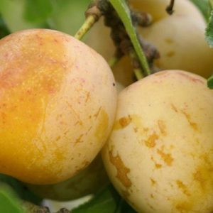 Prunier REINE CLAUDE D’OULLINS