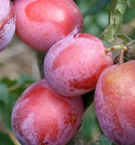 Prunier REINE CLAUDE VICTORIA