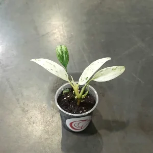 Rhaphidophora Puberula Variegata