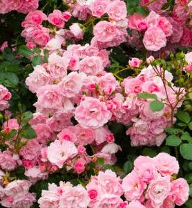 Rosier RANDILLA (Buisson)