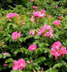 Graines d’EGLANTIER (Rosier RUGUEUX)