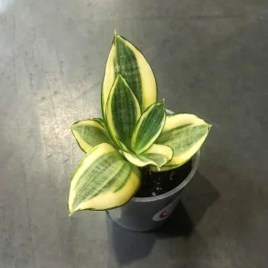 Sansevieria Trifasciata Golden Hahnii