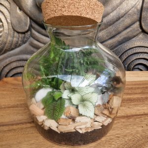 Terrarium Plantes Vertes