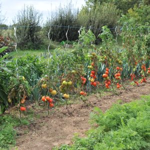 Tuteur spirale tomates