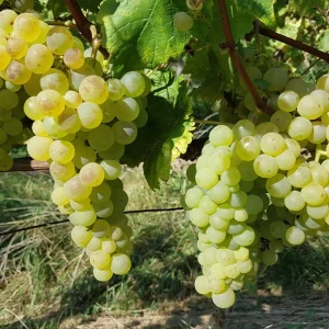 Vigne Vinifera