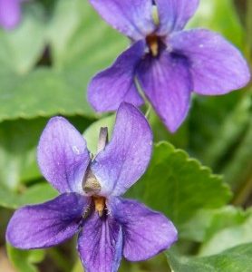 Violette des bois