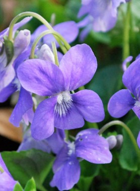 Violette des bois – Image 2