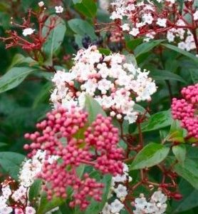 Laurier TIN (Viorne TIN)