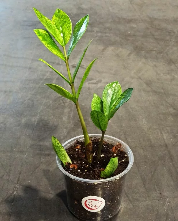 Zamioculcas Zamiifolia Chameleon – Image 5