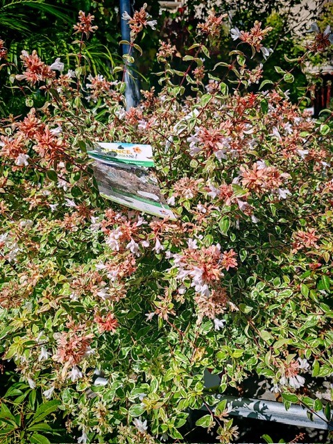 Abelia Sparking Silver – Image 2