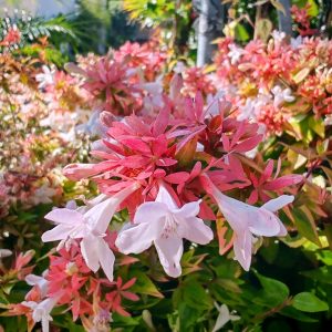 Abelia Sparking Silver