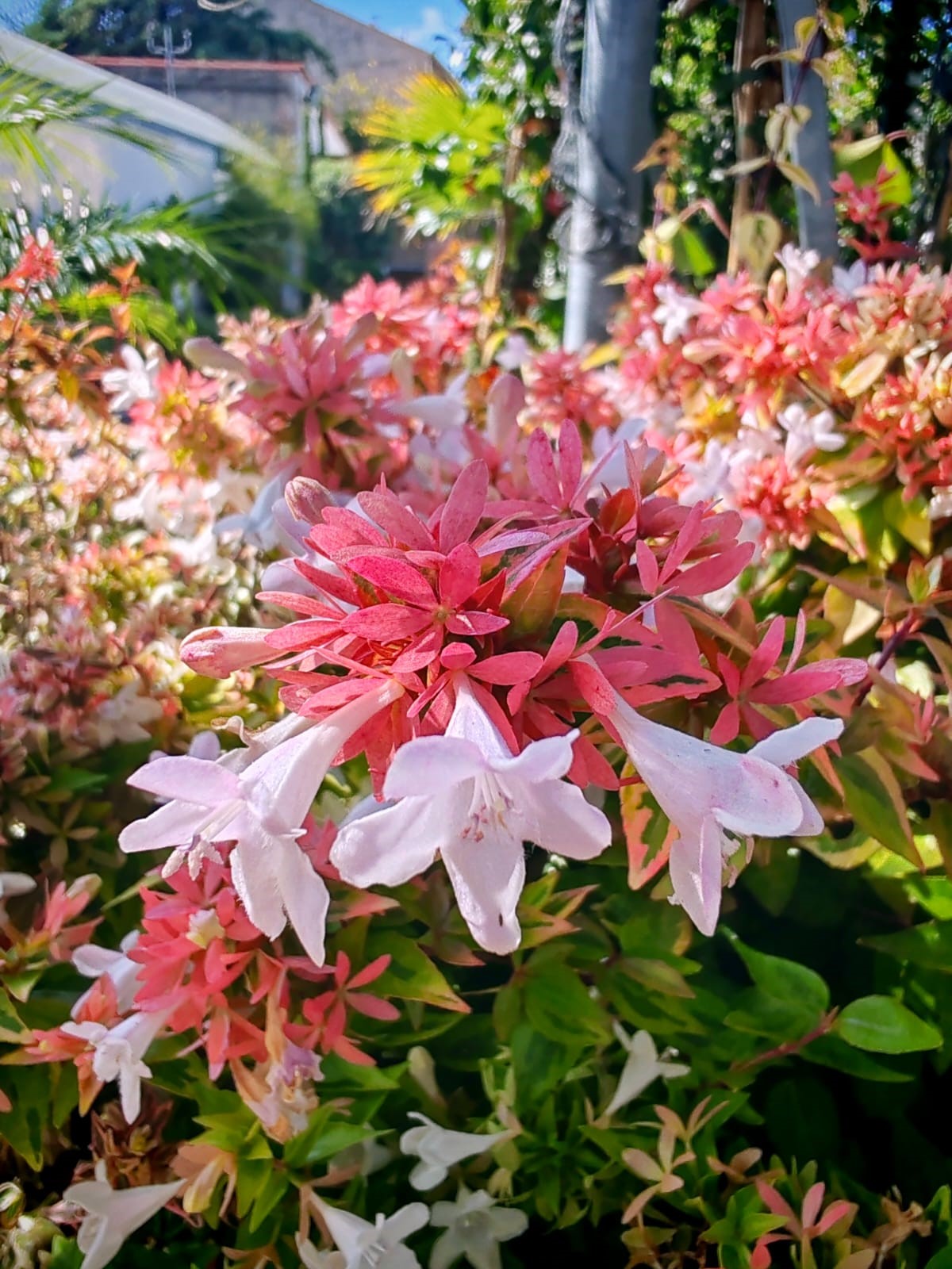 Abelia Sparking Silver